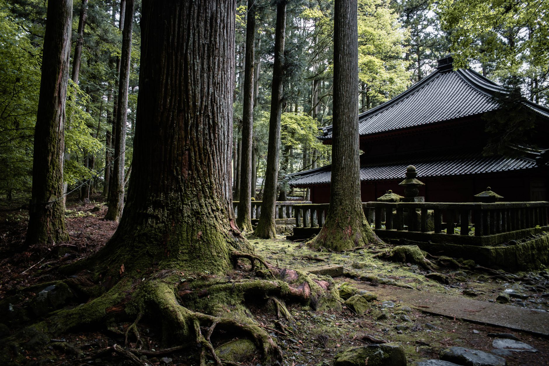Zen stone steps leading through misty bamboo and ancient cedar forest